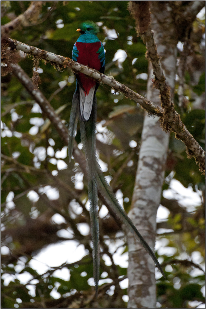 Quetzal 4/6