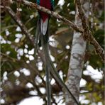 Quetzal 4/6