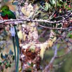 Quetzal