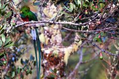 Quetzal