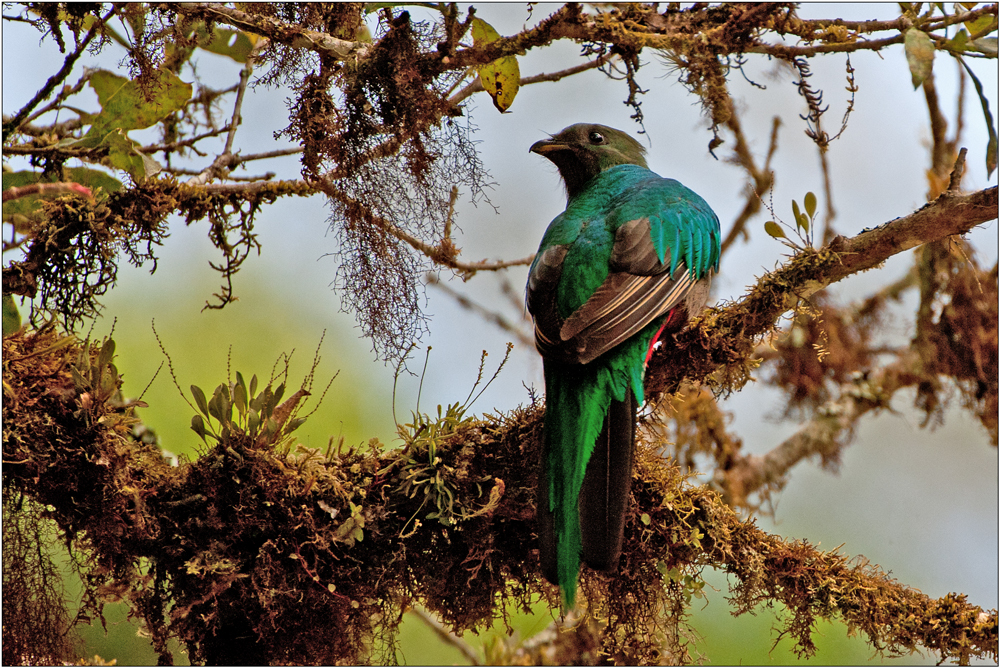 Quetzal 5/6