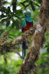 Quetzal