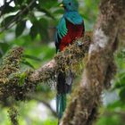 Quetzal