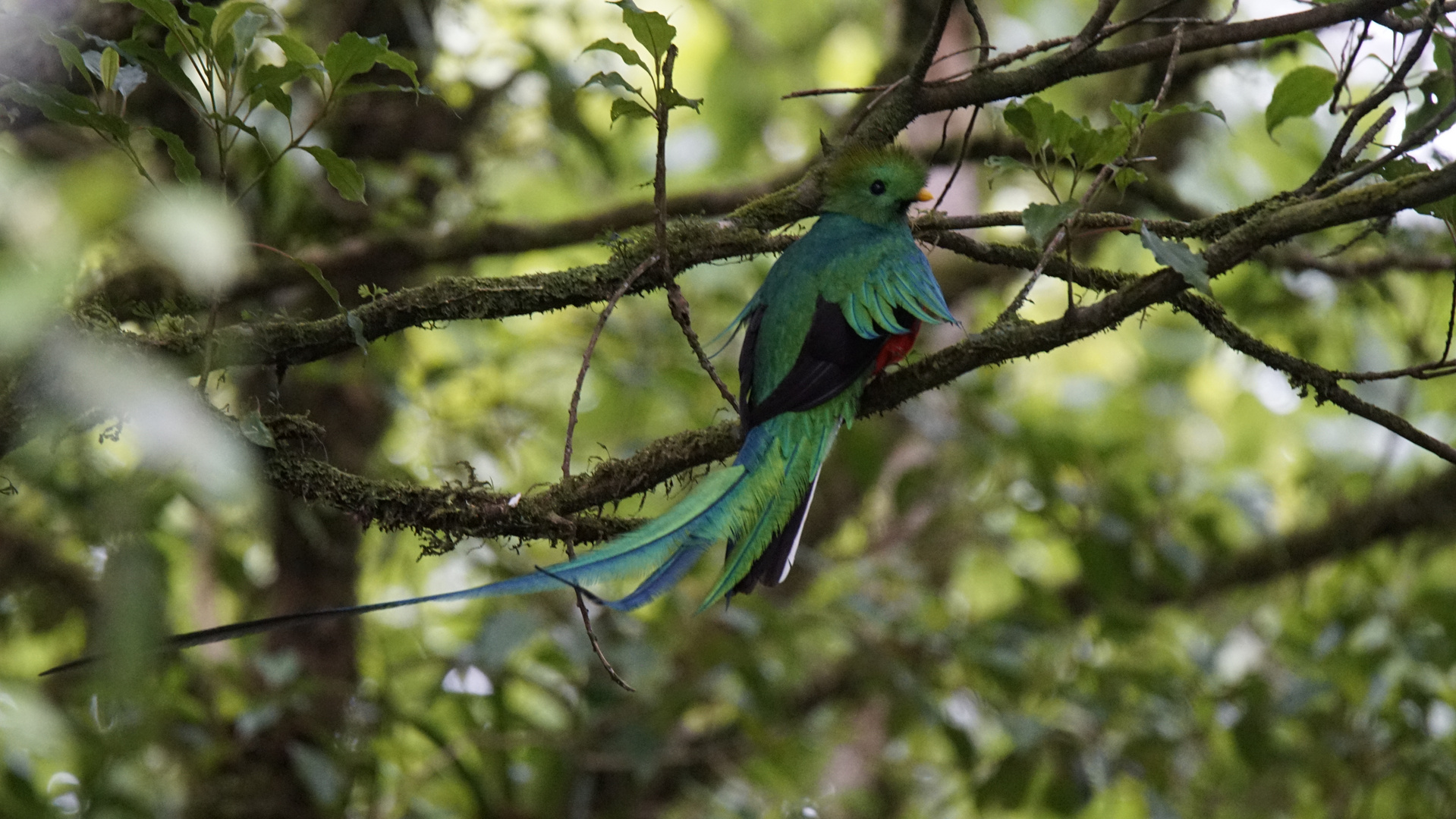 Quetzal