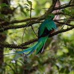 Quetzal