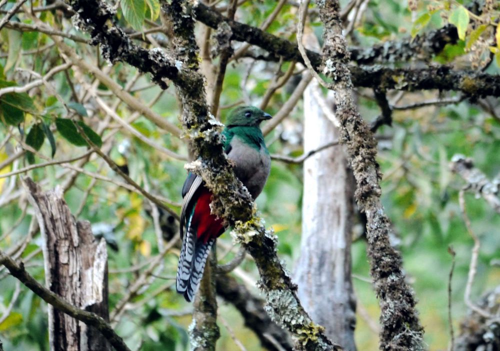 Quetzal