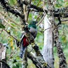 Quetzal