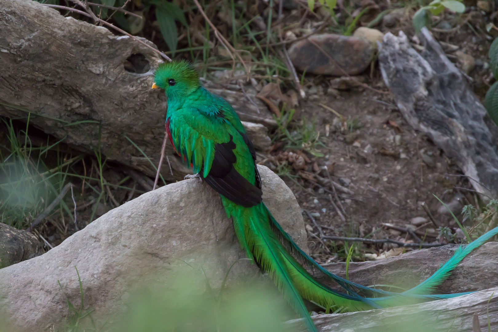 Quetzal Foto & Bild Bilder auf