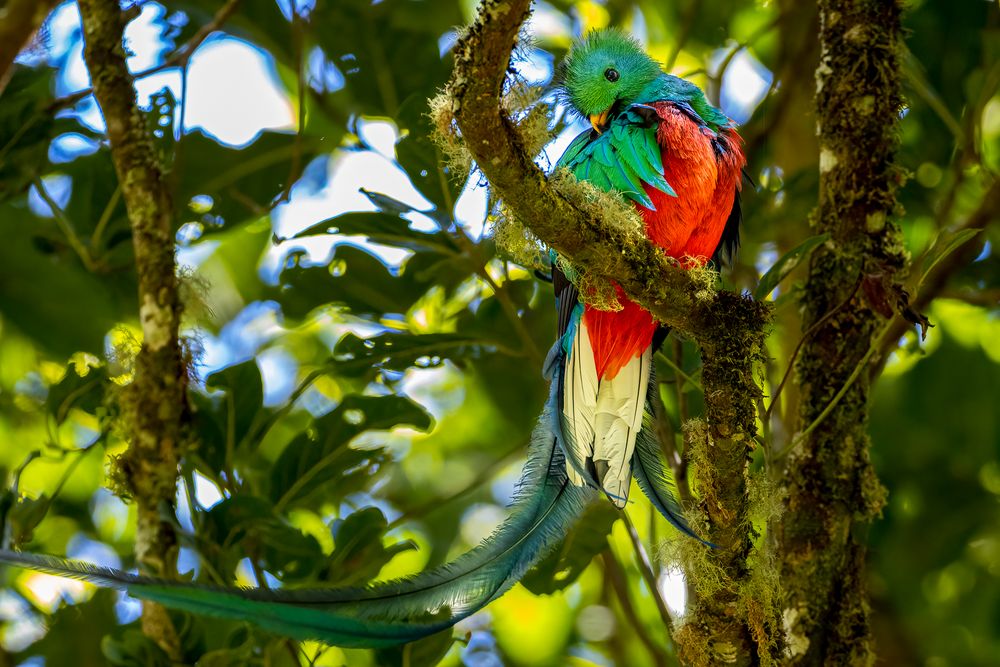 Quetzal Foto & Bild fotos, natur, landschaft Bilder auf