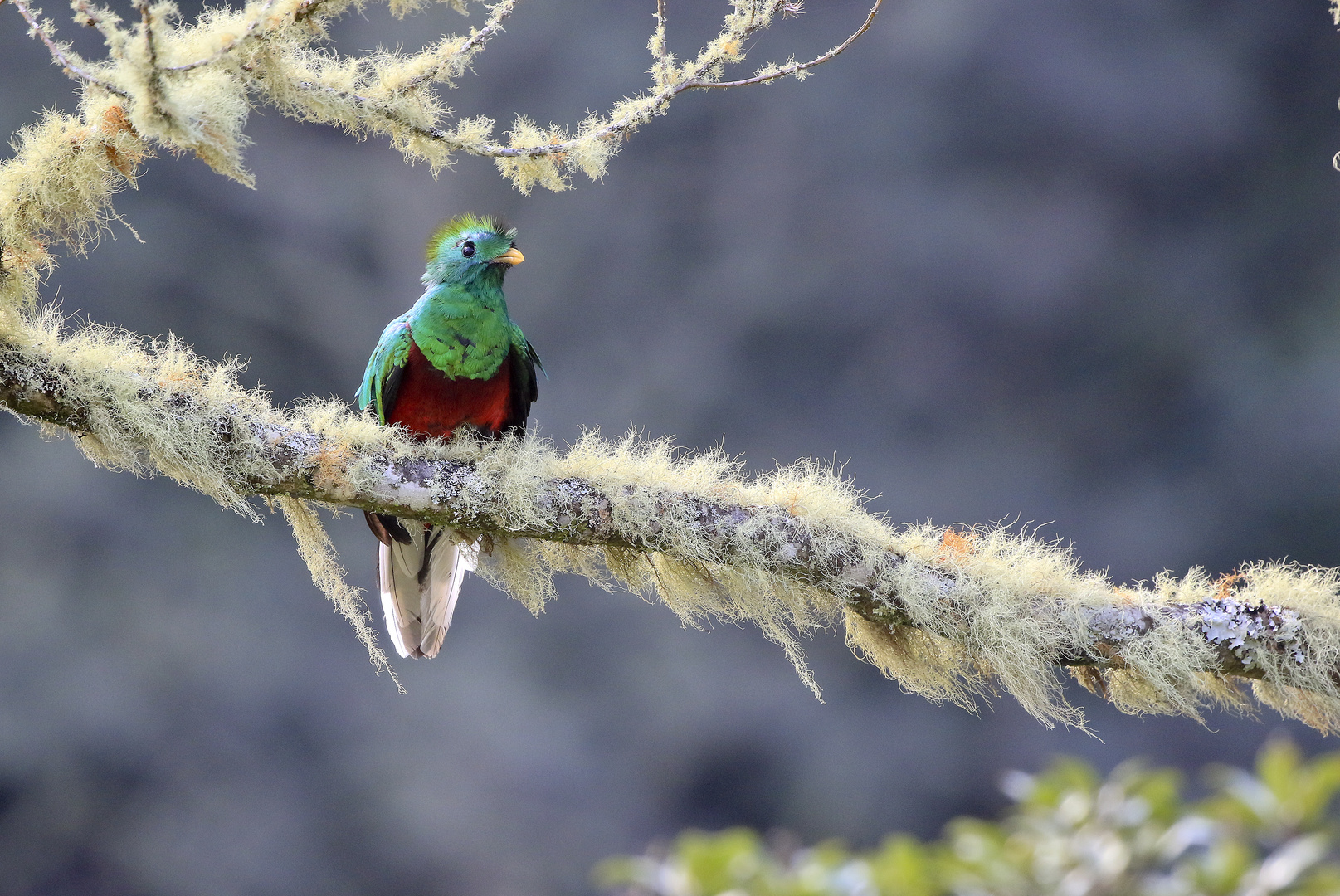 Quetzal