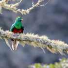 Quetzal