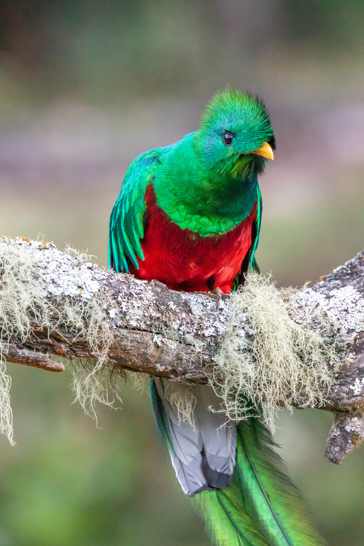 Quetzal 