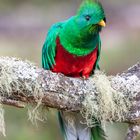 Quetzal 