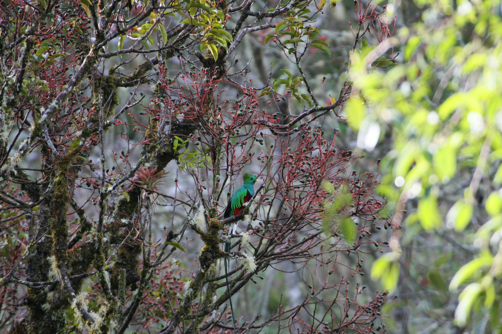 Quetzal Foto & Bild north america, central america, tiere Bilder auf