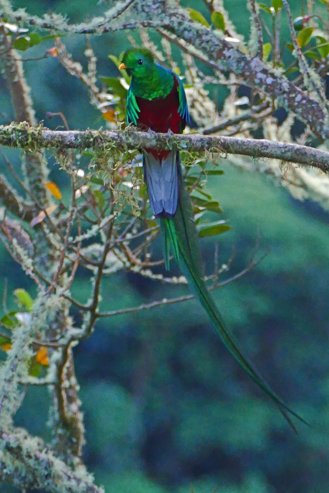 Quetzal