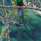 Quetzal