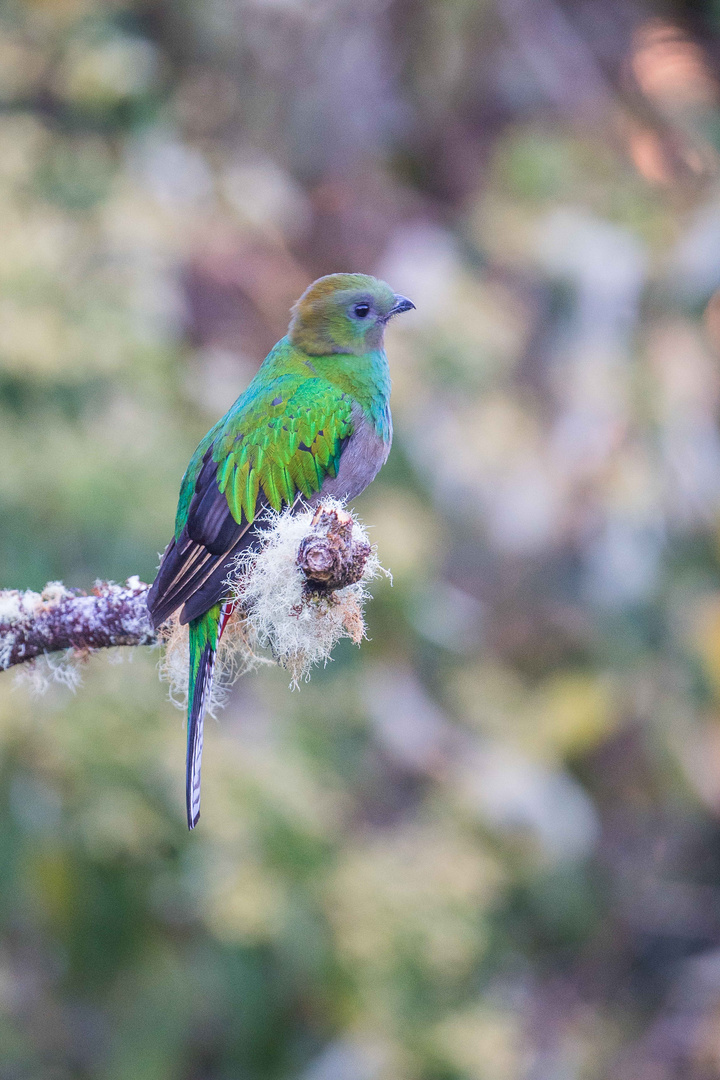 Quetzal, auch Göttervogel genannt (Bil4: Weibchen)