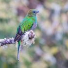 Quetzal, auch Göttervogel genannt (Bil4: Weibchen)