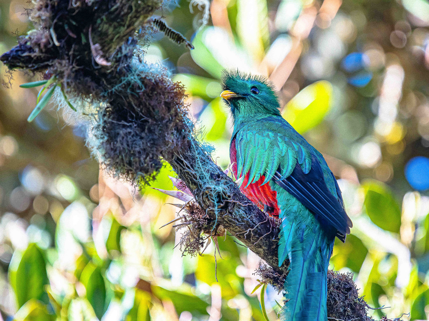 Quetzal auch Göttervogel genannt (Bild 3 Männchen Nahaufnahme)