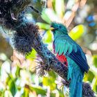 Quetzal auch Göttervogel genannt (Bild 3 Männchen Nahaufnahme)