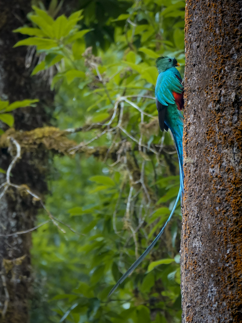 Quetzal beim Nestbau