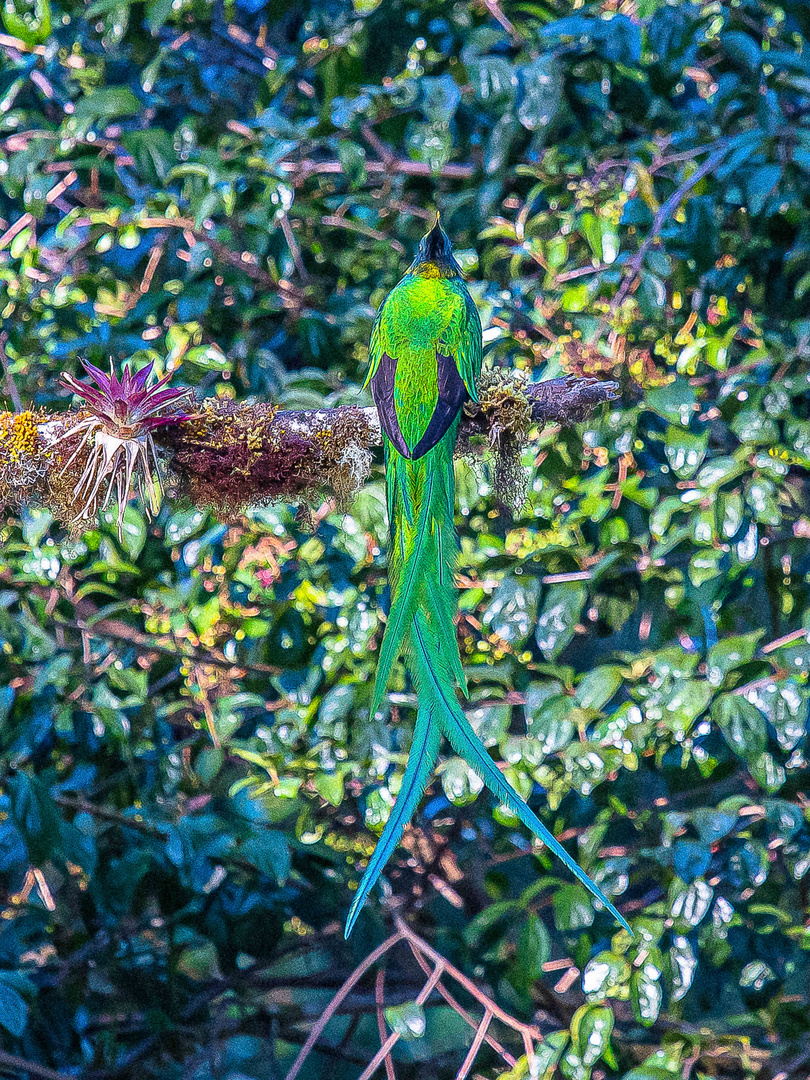 Quetzal (Bild 2: Männchen im Prachtkleid)