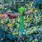 Quetzal (Bild 2: Männchen im Prachtkleid)