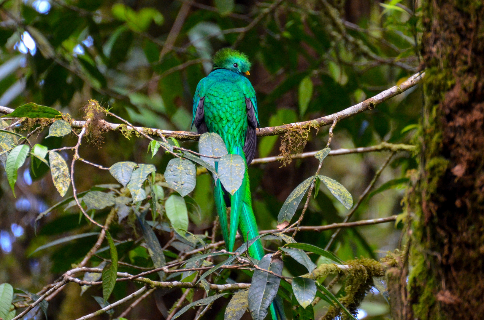 Quetzal