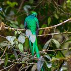 Quetzal