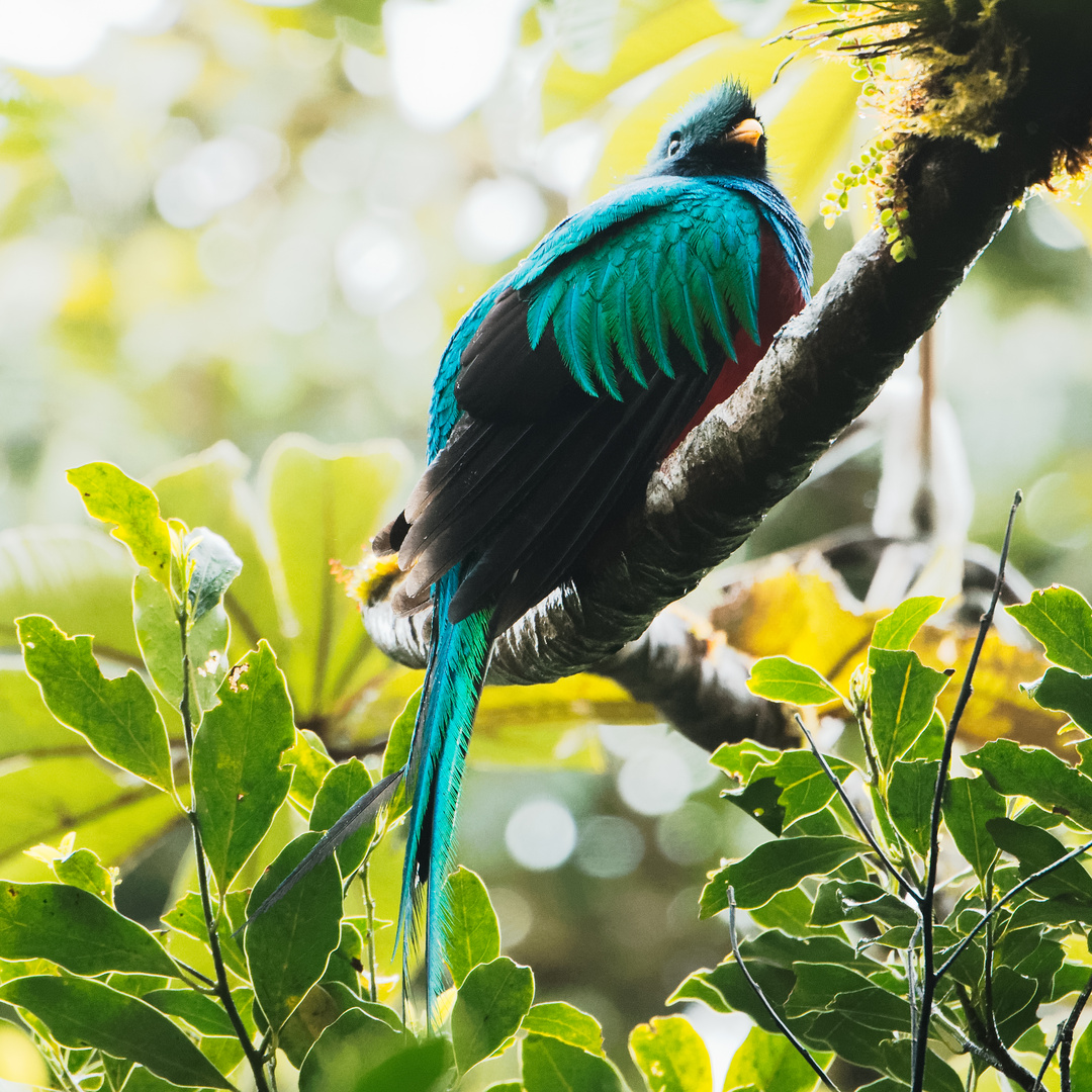 Quetzal, Costa Rica