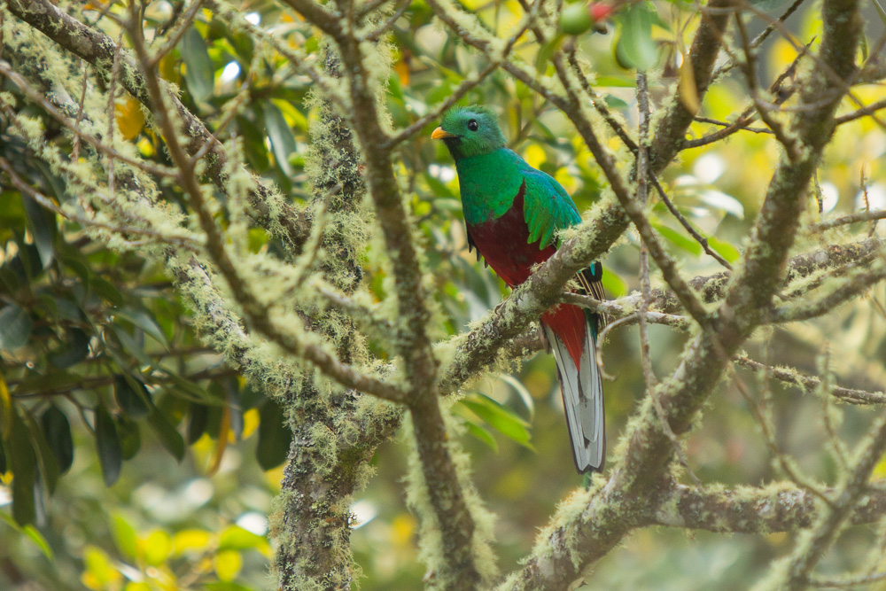 Quetzal Costa Rica