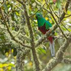 Quetzal Costa Rica