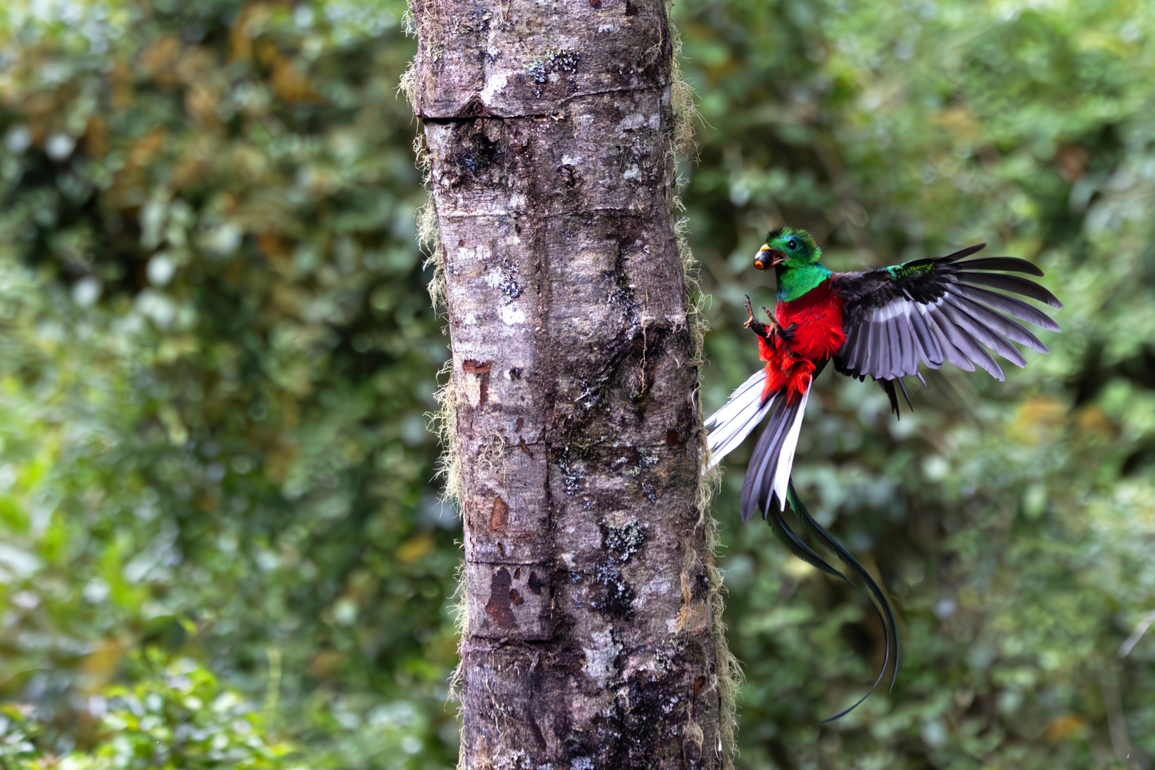 Quetzal