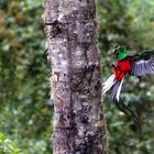 Quetzal