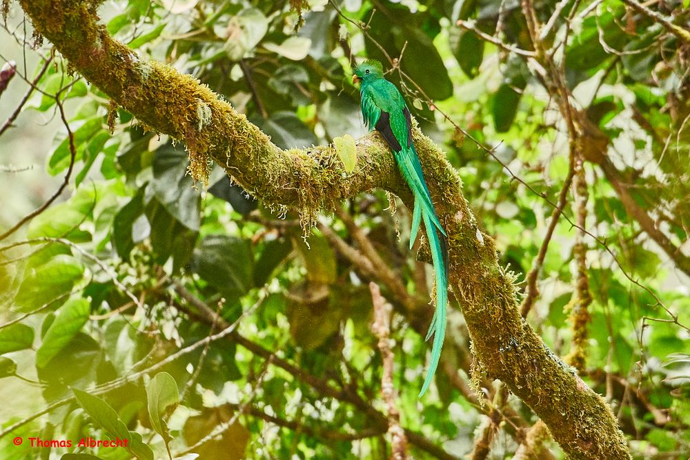 Quetzal