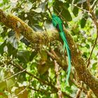 Quetzal