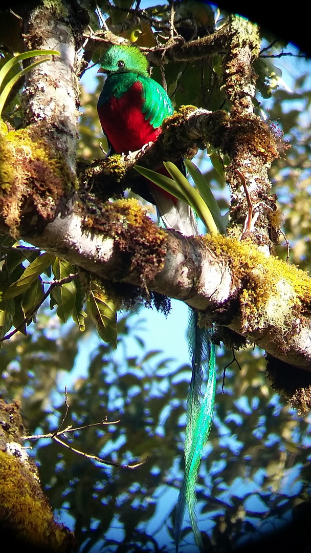 Quetzal