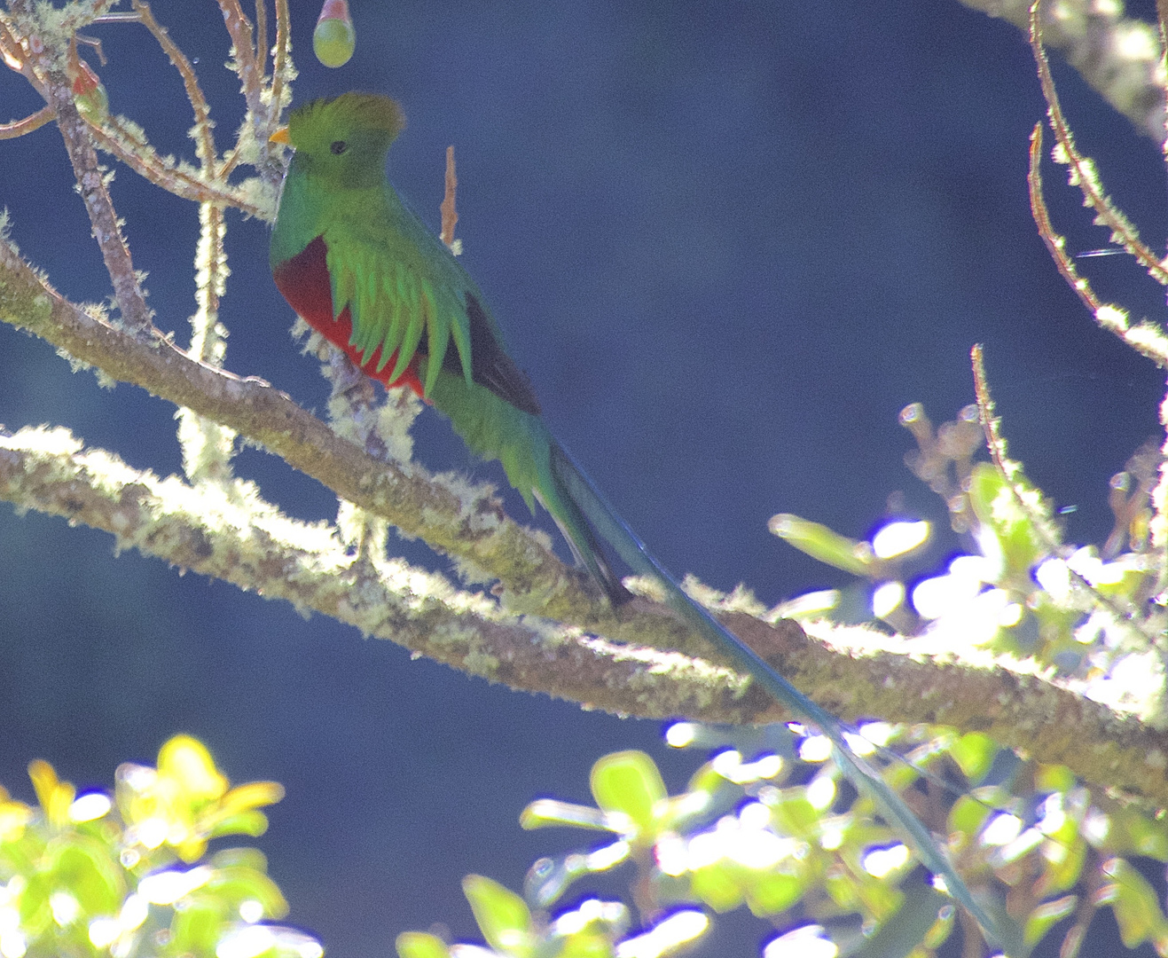 Quetzal