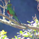 Quetzal