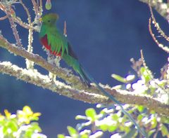 Quetzal