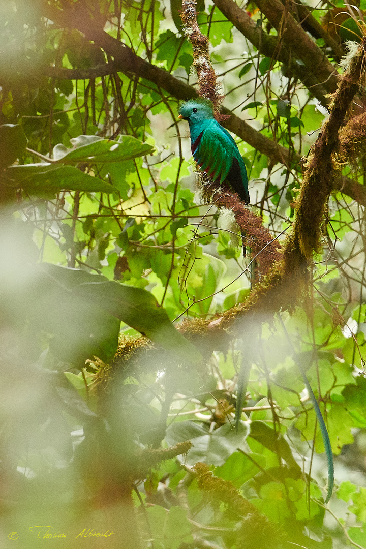 Quetzal II Foto & Bild fotos, world, available light Bilder auf