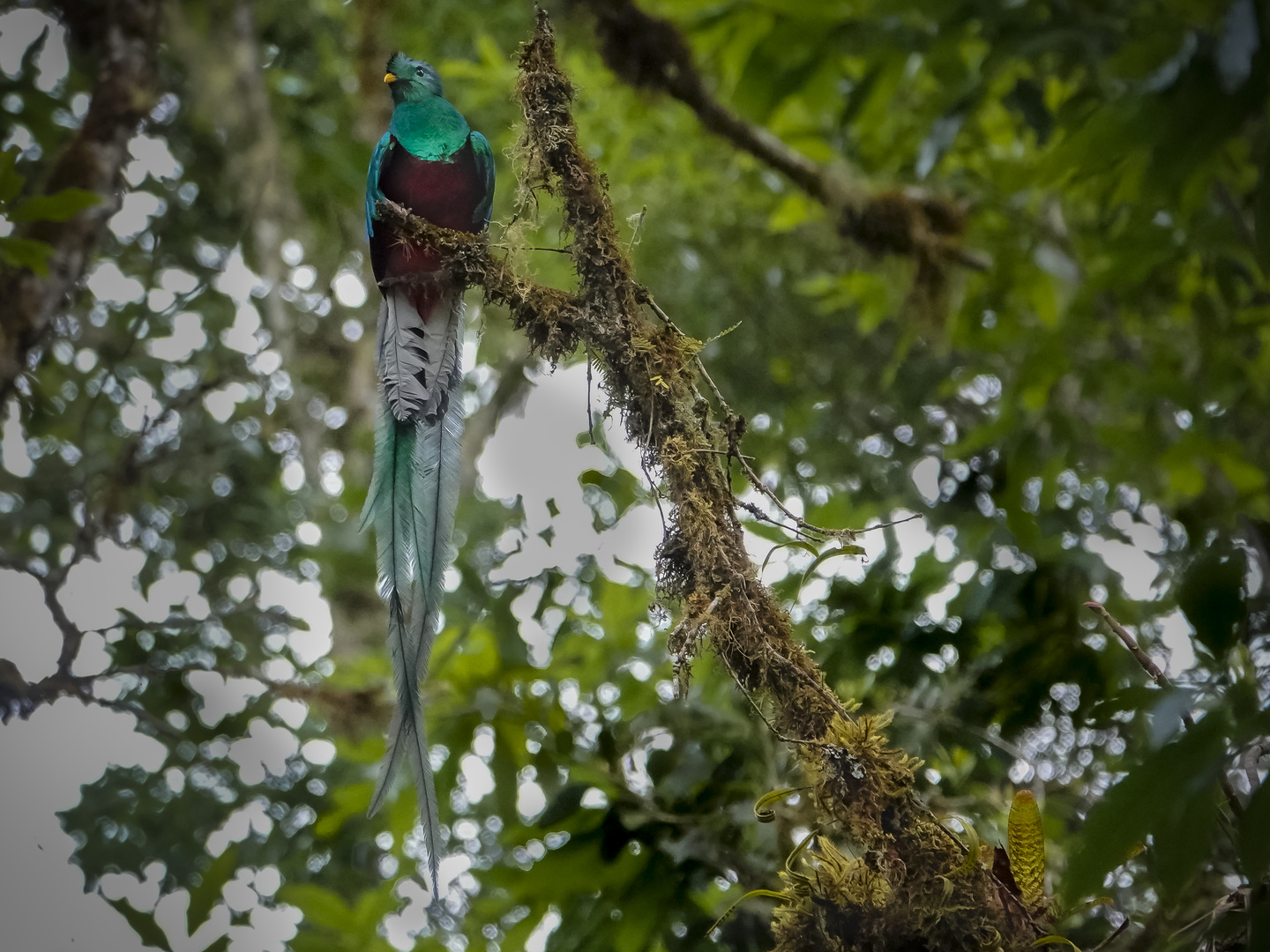 Quetzal im Los Quetzales Nationalpark / Costa Rica