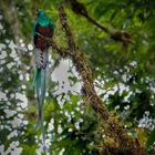 Quetzal im Los Quetzales Nationalpark / Costa Rica