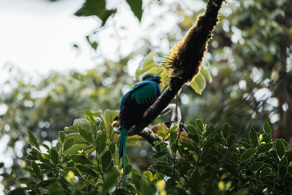 Quetzal in den Nebelwäldern von Monteverde