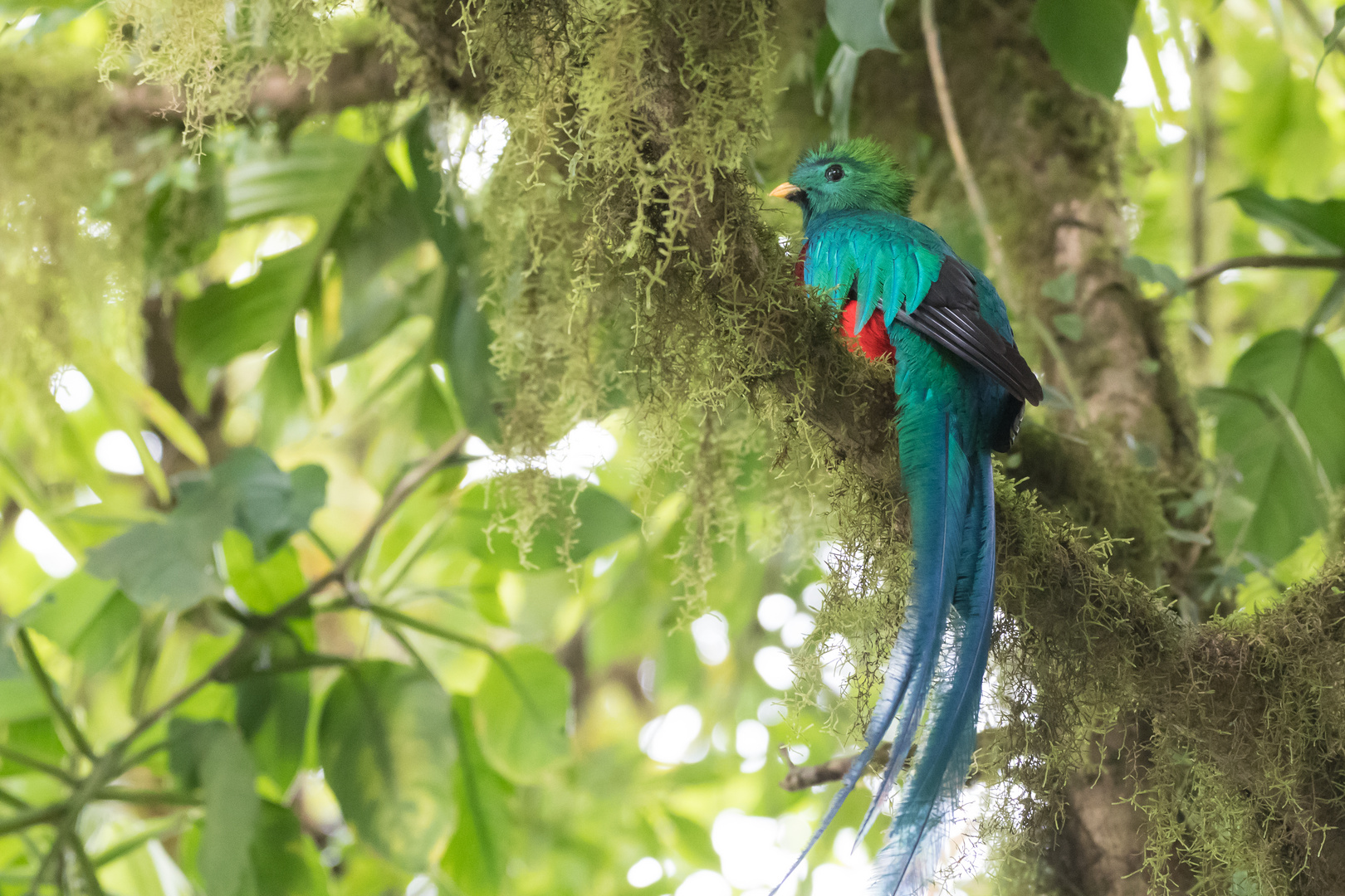 Quetzal, male