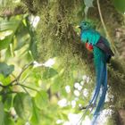 Quetzal, male