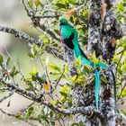 Quetzal (Phaomachrus mocinno)