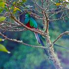 Quetzal (Pharomachrus mocinno) 2