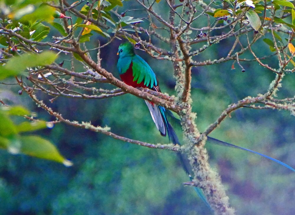Quetzal (Pharomachrus mocinno) 2