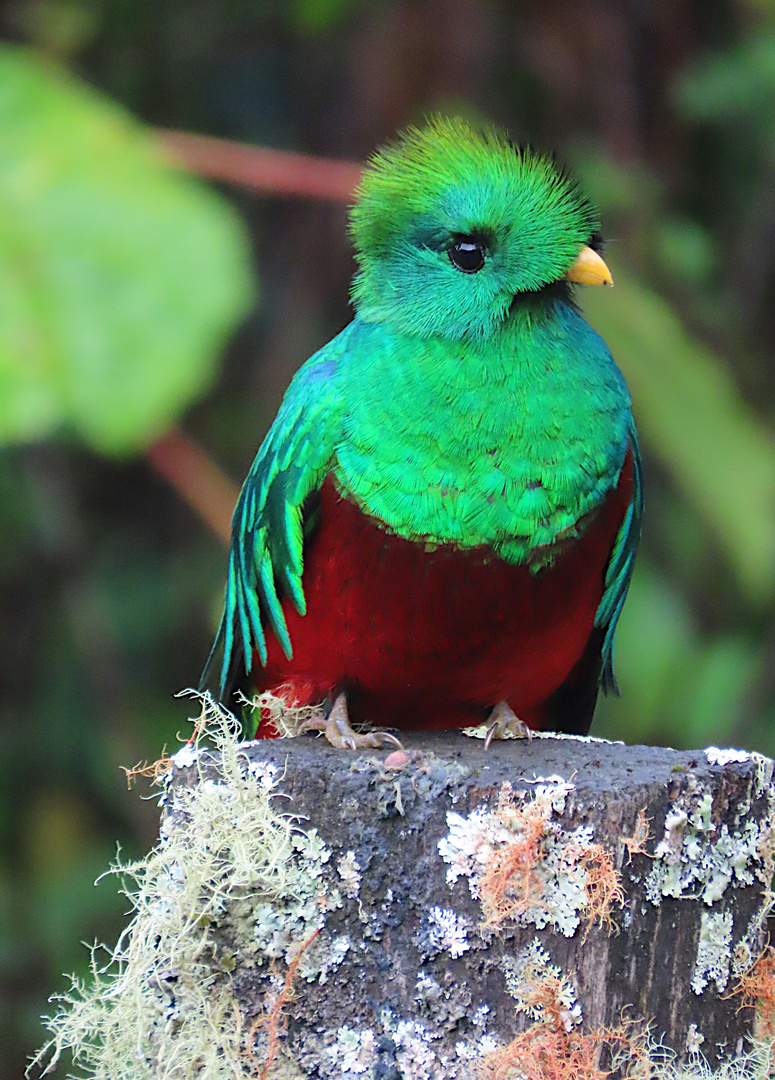 Quetzal (Pharomachrus mocinno)